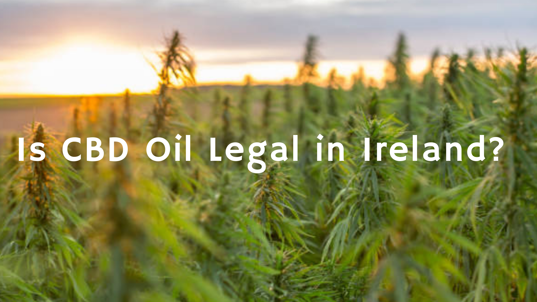 is cbd oil legal in ireland