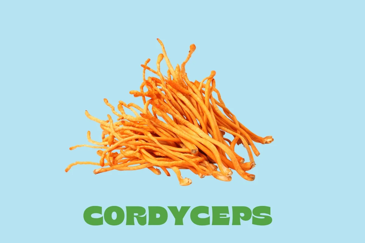 this photo contains the fruiting body of coryceps mushrooms with a blue background and green text saying "cordyceps"