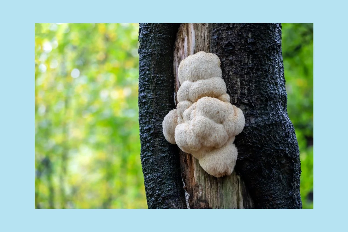 wild lions mane mushroom growing on the side of a tree in a forest